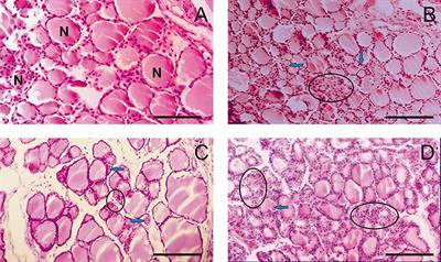 Subchronic Toxicity of the New Iodine Complex in Dogs and Rats